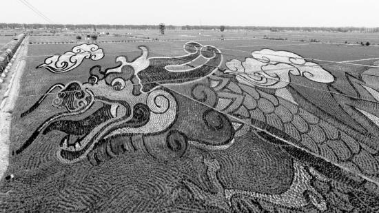 沈北稻梦空间种出二维码 17幅稻田画进入观