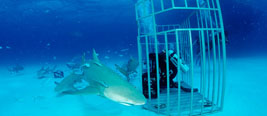 命大！鲨鱼钻进水笼，笼里的潜水员竟安然无恙