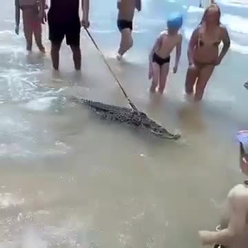 不愧是战斗种族 俄罗斯男子在海滩上遛鳄鱼被捕