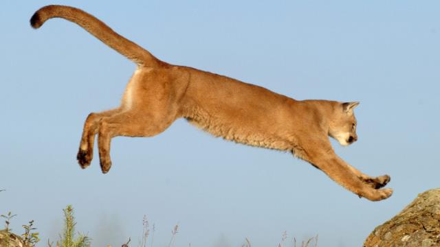 鹿死谁手！实拍美洲狮大战两头饿狼