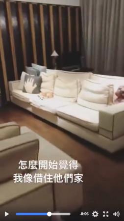 萧亚轩晒自己的4只爱犬 豪宅客厅超大空间曝光