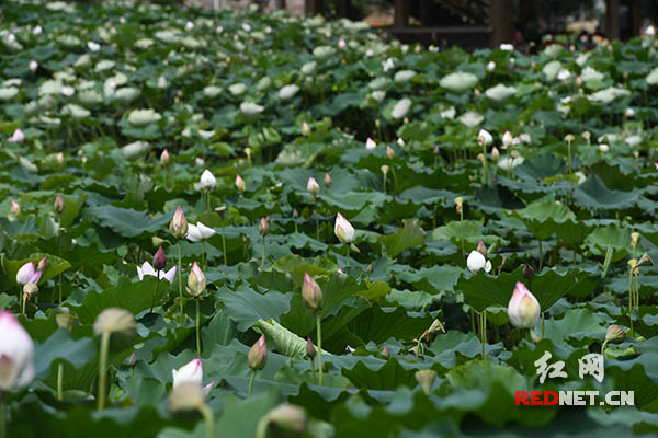 安仁县gdp_安仁县第一中学(3)