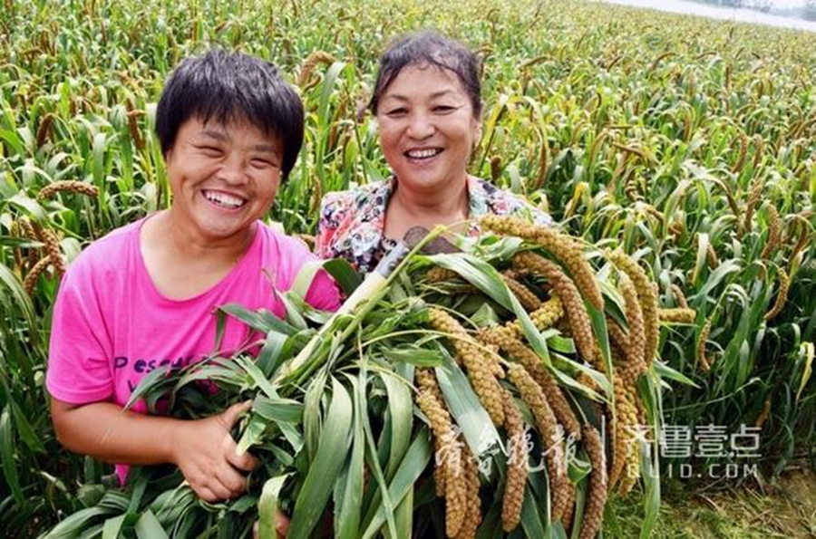 谷子成熟开机收割农民记录丰收喜悦