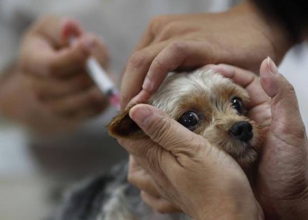 狂犬疫苗失败率不到千分之一，给人打疫苗更该给狗打