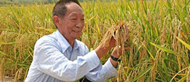 87岁袁隆平再创“奇迹”！ 再也不用担心大米镉超标