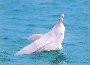 男子海滩屠杀中华白海豚 官方:涉事人已被控制