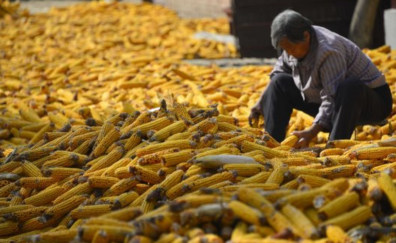 中国7、8月对朝粮食出口激增 玉米出口量为以前100倍