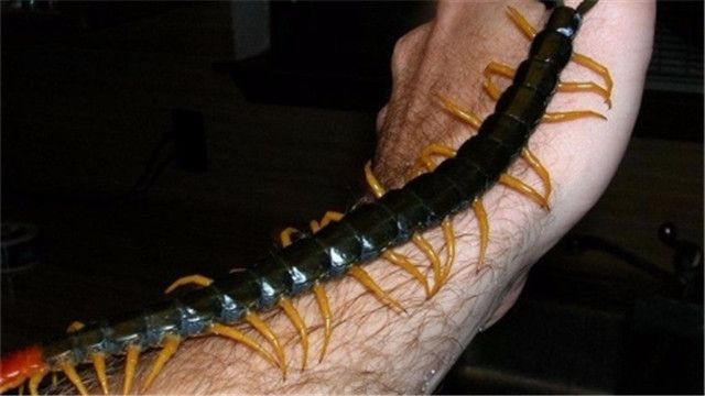 世界上腿最多的蜈蚣 拥有750条腿爬的却很慢 最具媒体品质的 ... 
