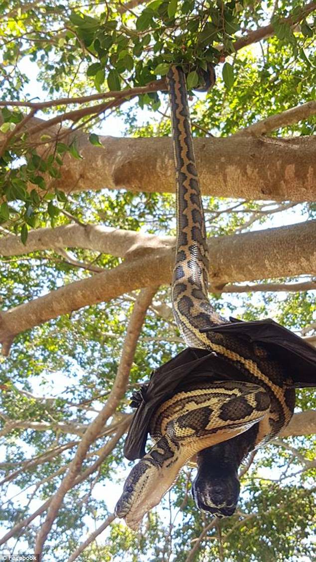 澳地毯蟒倒挂树枝捕获蝙蝠因无法下口放弃美餐