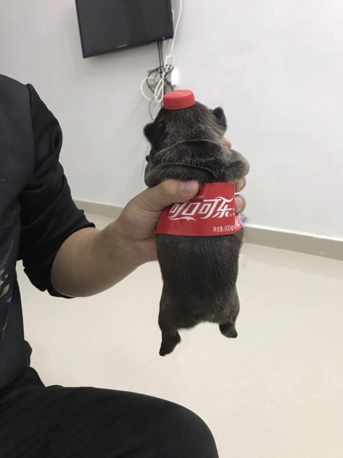 fun来了:维吾尔族的秘密是啥|您的快递正在健身 fun来了:维吾尔族的秘密是啥|您的快递正在健身图片