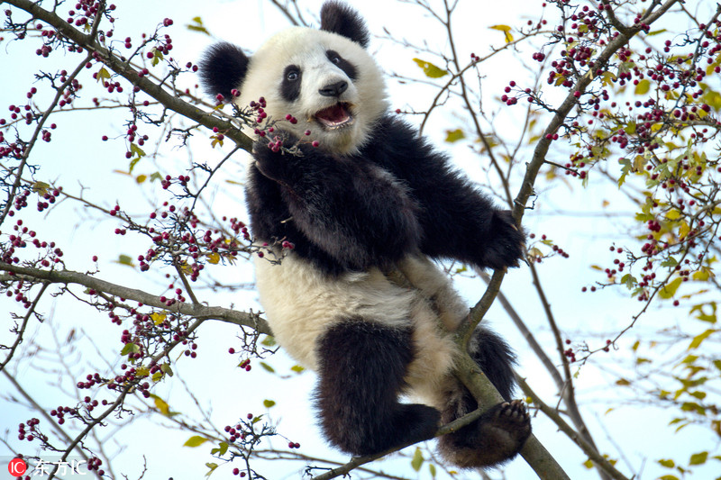 尴尬了！熊猫宝宝上树觅食被卡半空中