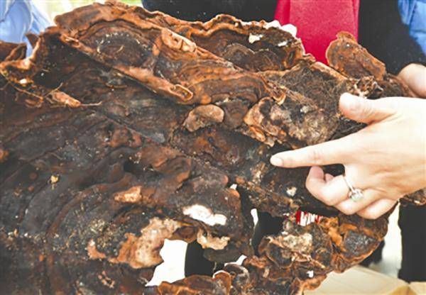 百年棺材现3斤重“血灵芝” 专家：木腐菌食用要谨慎