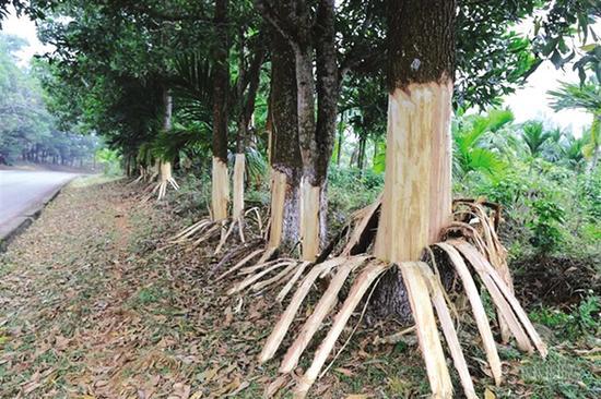 谁下的毒手？一夜之间，海南162棵珍贵老树竟被活活剥皮