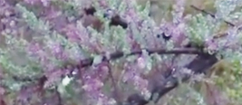 罕见！四川宜宾发现极度濒危物种疏花水柏枝