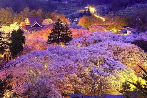 樱花山樱花河樱花路…2018最新赏樱名宿地图出炉