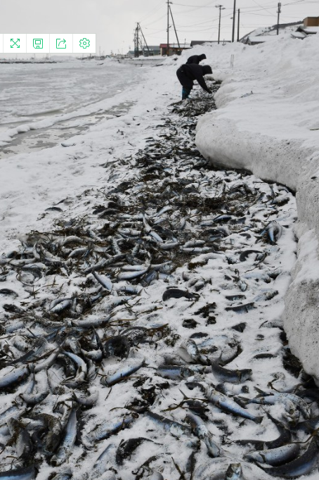 日本北海道又现大量鱼尸 渔民很开心：有鱼丸吃了