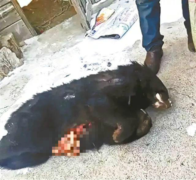 小兴安岭黑熊遭盗猎捕杀 当地居民公开出售“野味”