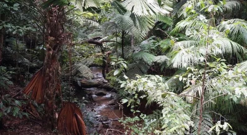 雨季的澳大利亚昆士兰丛林里究竟藏了什么奇妙物语？