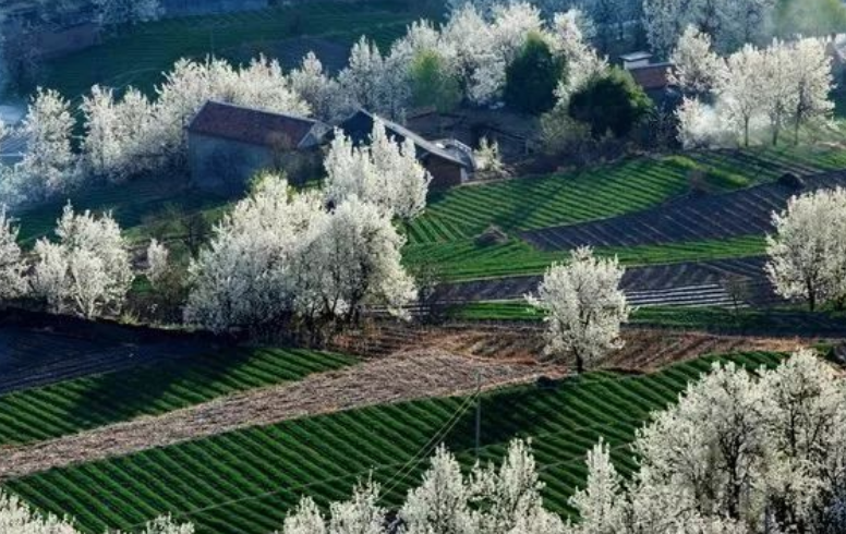 四川有个世界罕见的古梨仙境 梨花雪惊艳整个春天！