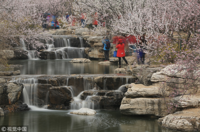 植物园桃花节周六开幕 市民可乘西郊线直达赏花