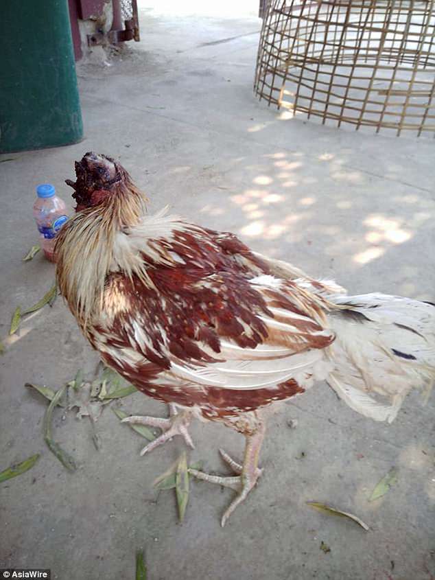 真的震惊 泰国一只鸡被砍头一周后还活着