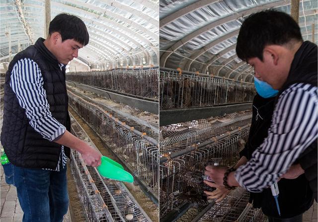 小伙子养万余七彩山鸡日入万元 人工授精用针管
