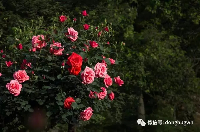 玫瑰,鸢尾,二次元,儿童工坊加夜游!五一东湖新玩法来了