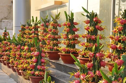 盆栽花卉种植技术教程图解 cb5d273e5f1f233_size49_w500_h332.jpg