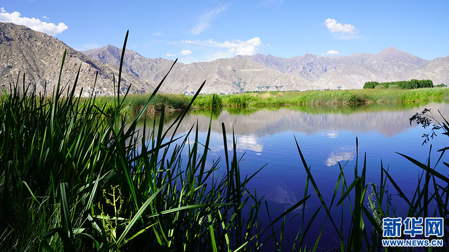 世界海拔最高的城市湿地：草更绿、水更清、天更蓝