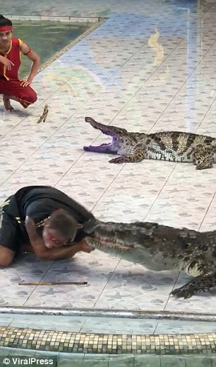 泰国驯兽师表演时被鳄鱼咬中（图）