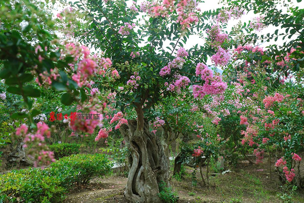 保康紫薇林花海 盛夏靓丽多姿彩