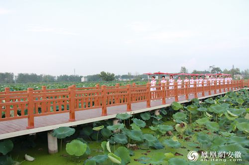 阜阳市阜南地城:首届荷花文化美食节即将开幕