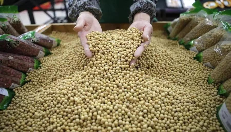 关键时刻，俄愿出租百万公顷远东农田帮中国种大豆？