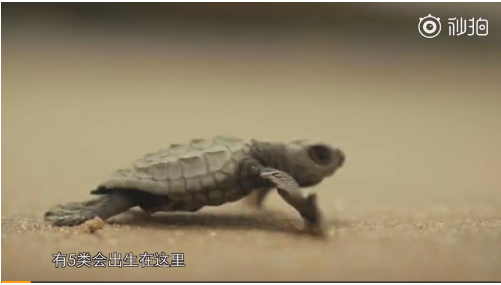海龟寿命多长时间 691055db4e4495b_size150_w501_h285.png