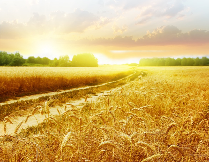 树叶飘在水面上 57d1c745f0c678a_size185_w864_h671.jpeg