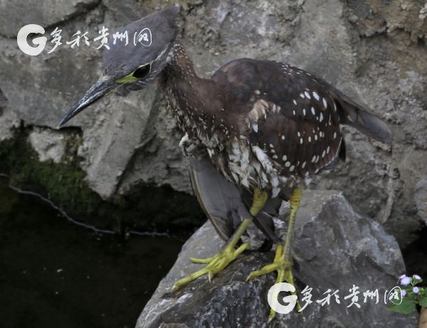 消失半个世纪后 “最神秘的鸟”在贵州被发现