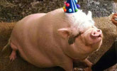 女子花重金为114公斤宠物猪办生日派对