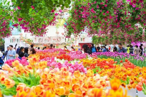 广州四季赏花攻略出炉 今年将新增10个花海打卡点