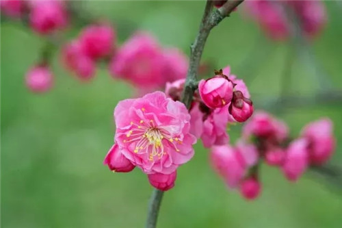  嵩县首届梅花文化旅游节来啦