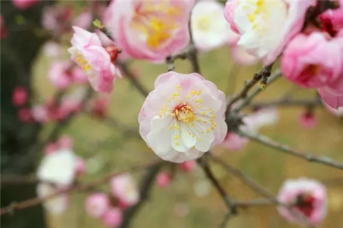  嵩县首届梅花文化旅游节来啦