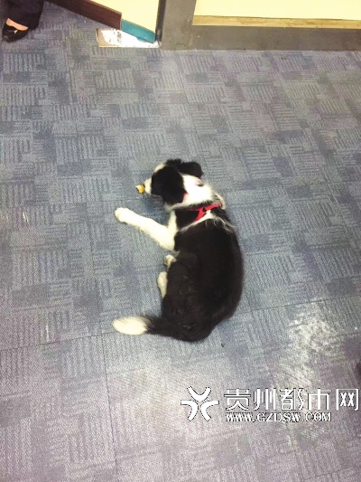 bd2ce8512dd1269_size205_w400_h533.jpg