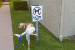 如何阻止讨厌的小狗在车轮上撒尿？