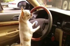 为啥不知道怎么选车，原因就在这！