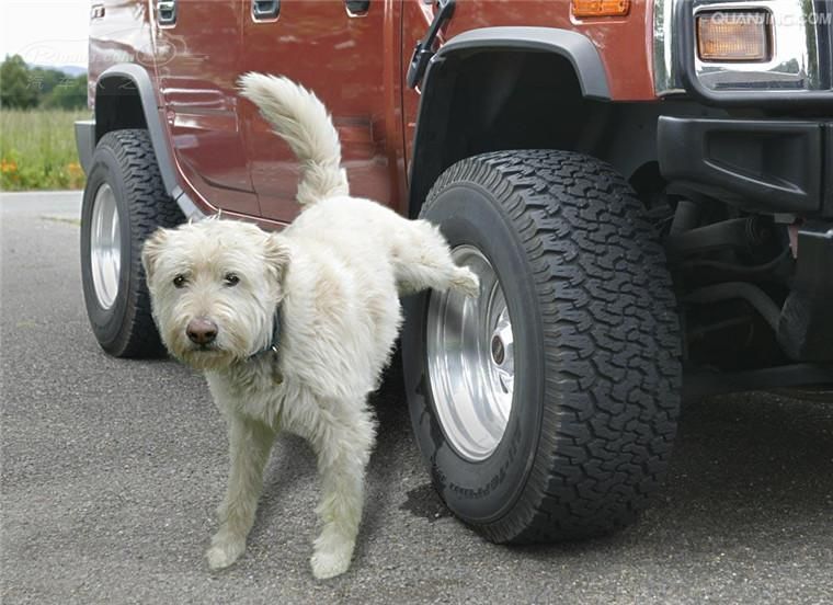 狗狗为什么喜欢在轮胎边上撒尿？原因竟然是……