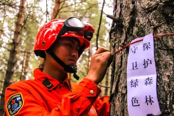 为樟子松挂提示标语。