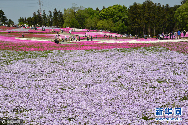 当地时间2016年4月26日，日本埼玉县秩父市羊山公园的“芝樱”又迎来了一年一度的观赏期。（图片来源：CFP）