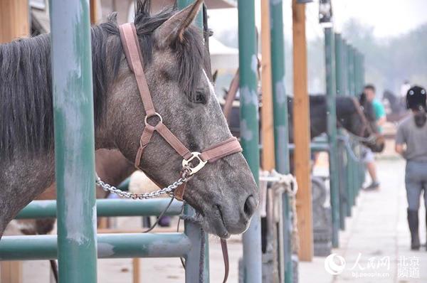 马场里的马。 人民网 陈一诺摄