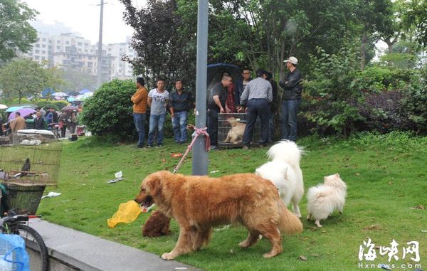 北京最大的宠物市场