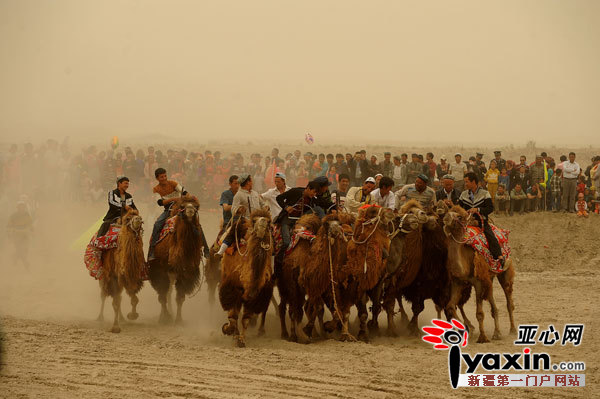 岳普湖骑骆驼叼羊赛