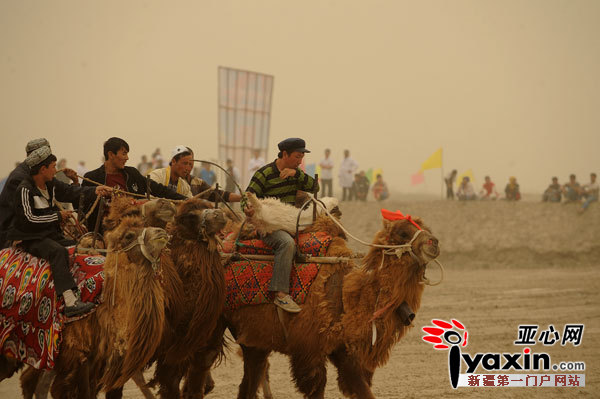 岳普湖骑骆驼叼羊赛